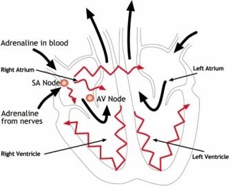 (35) Cardiovascular Disease