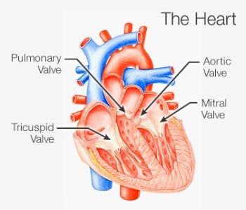heart valves