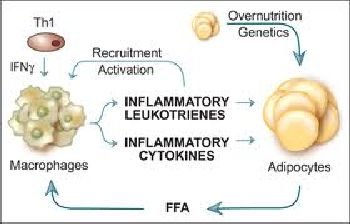 (6) Concepts of Obesity