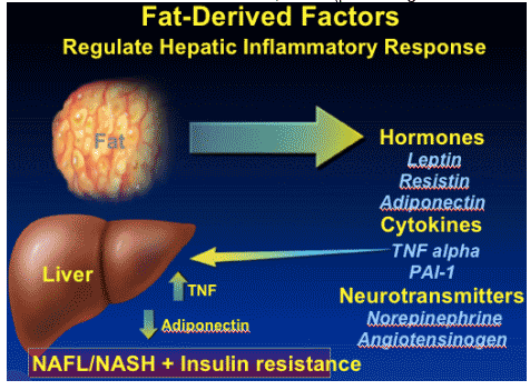 (7) Concepts of Obesity