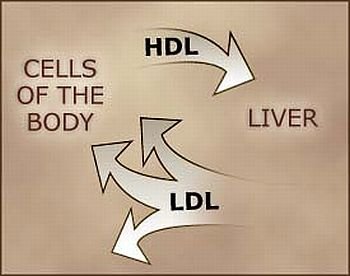 (28) What are LDL (or bad) cholesterol and HDL (or good) cholesterol?