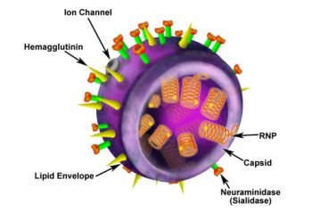 (2) Virology