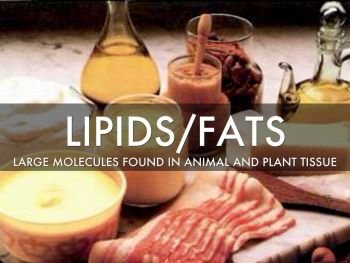 lipids